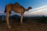 Travellers Tales