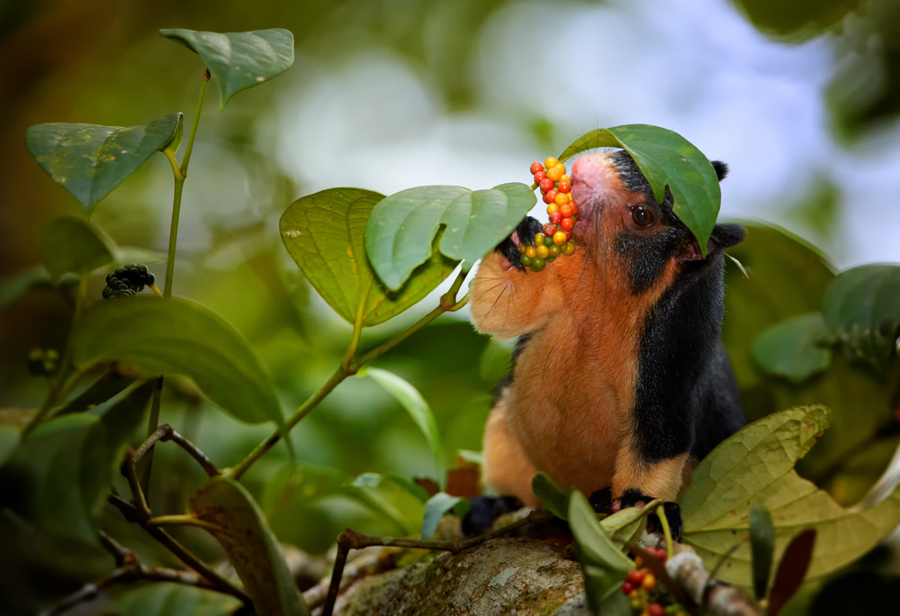 animals in sri lanka