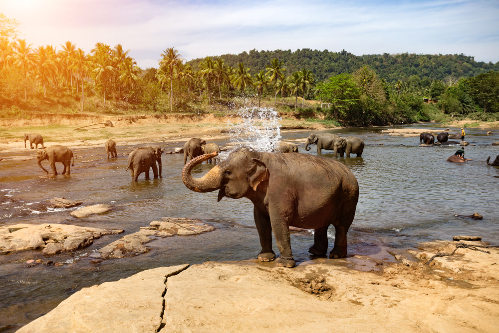 Elephants bathing at the Pinnawala Elephant Orphanage