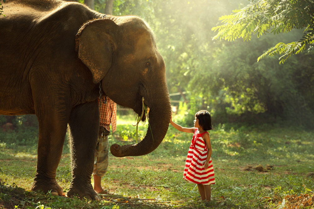 A girl playing with an elephant in the wild