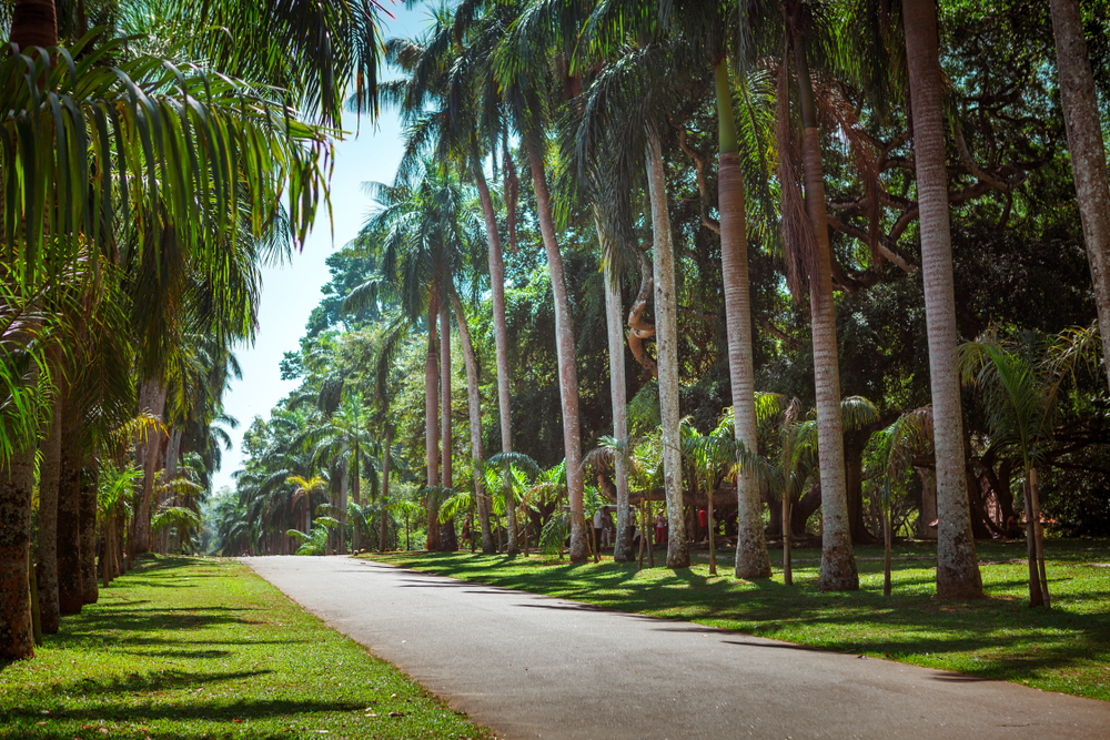 Palm tree alley in the Royal Botanical Gardens in Peradeniya