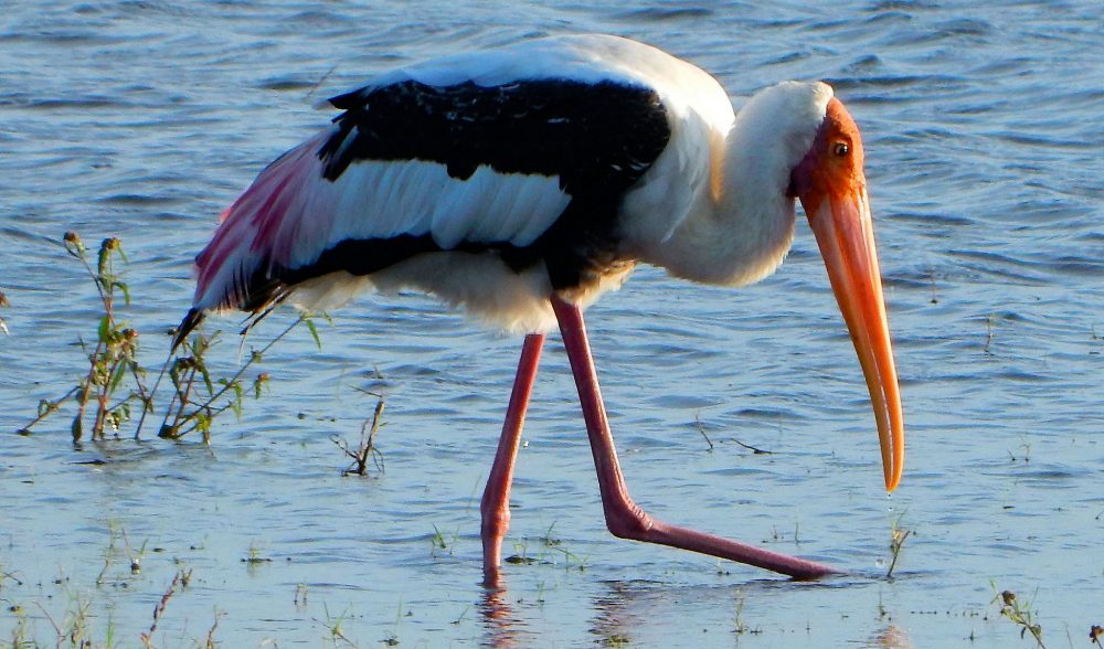 Kaudulla National Park is a great place to go birdwatching! https://www.flickr.com/photos/45260725@N08/26295735468/in/photolist-G4Ew2s-Exq35F-daUCU7-25kTeWM-MKuXy9-28BQuDc-L8cbzt-25brJBE-Soyzpd-daUDdj-daUATg-22BkMG6-WfcFS2-26xu3Yy-qz67RJ-23T5tVF-To6MpR-248pVtQ-UtRkL2-26xtDL1-To6Mpk-TSEmzp-ff2HFT-239cYCo-G1m4Tk-23XbZJT-TpG2Fx-29T8fPx-26f8j4U-26xp5Gd-qREbUP-RAsS4m-Ed4n2q-qz5T2Q-UqcNnJ-qREiBg-29132KH-qPnsNj-TSEQiv-249jjWh-qREjpZ-22hBuEj-V46fiQ-24TCLA7-29T7oGP-29NQiFo-MmWaD8-i9vMXz-8nbWjL-2aVLHkW