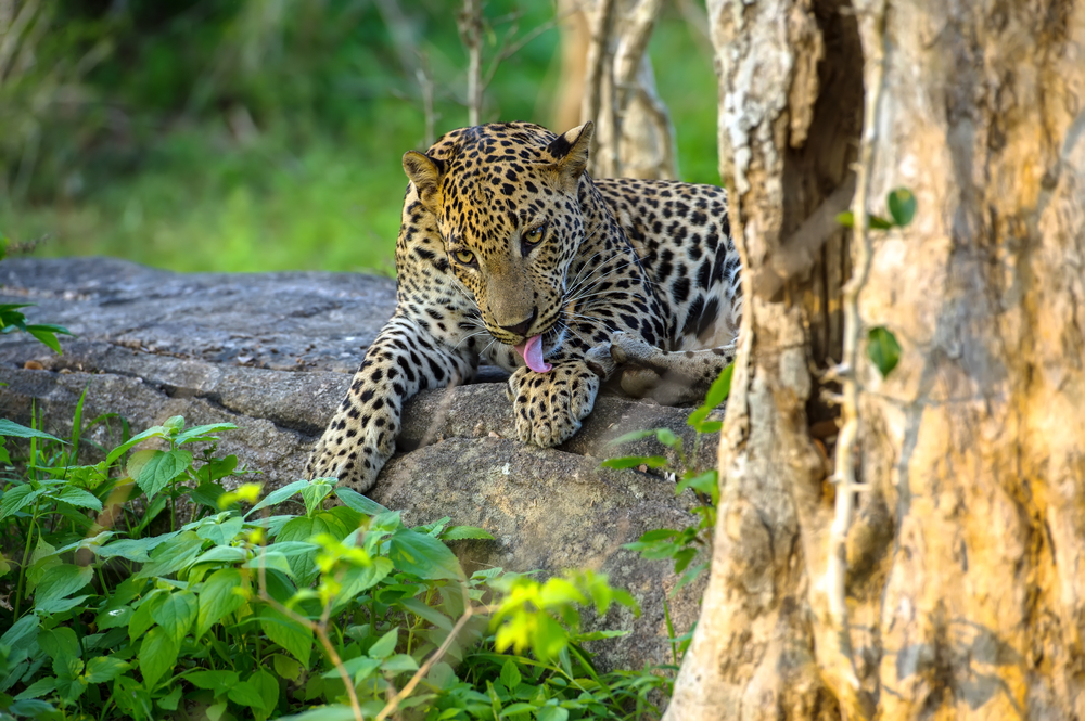 In Yala, you will get a chance to observe leopards endemic to Sri Lanka