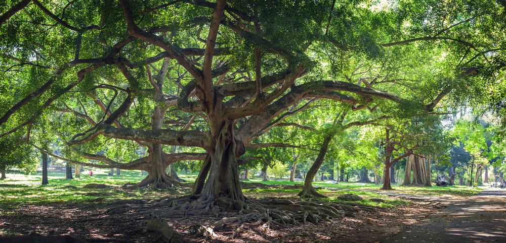 Lose yourself in natural beauty at the Peradeniya Botanical Gardens.