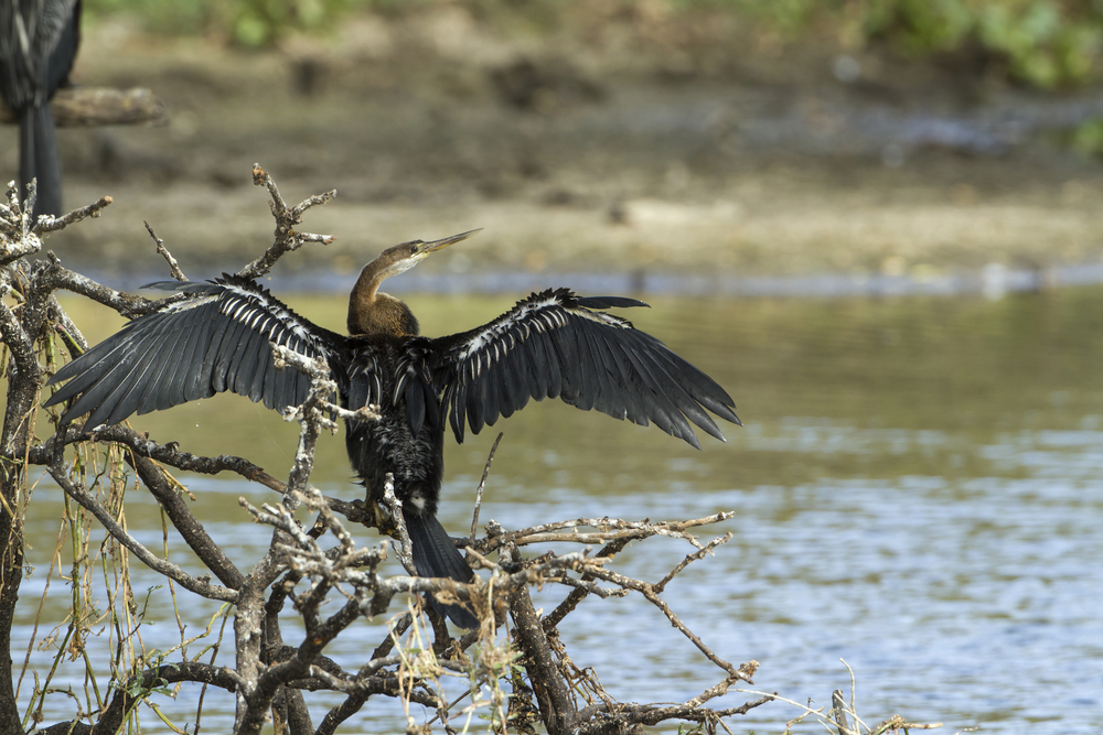 Yala National Park is home to several endangered bird species, such as the Oriental Darter.