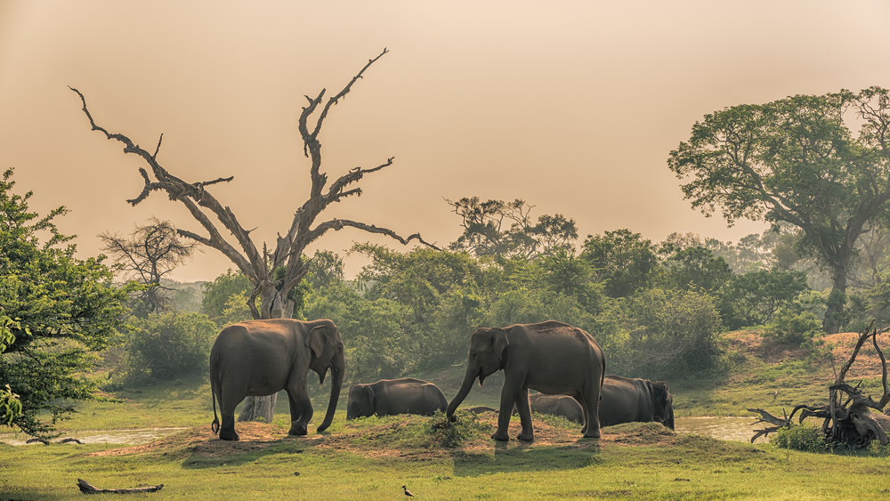 Spotting elephants in their natural environment is one of the best experiences you can live in Yala