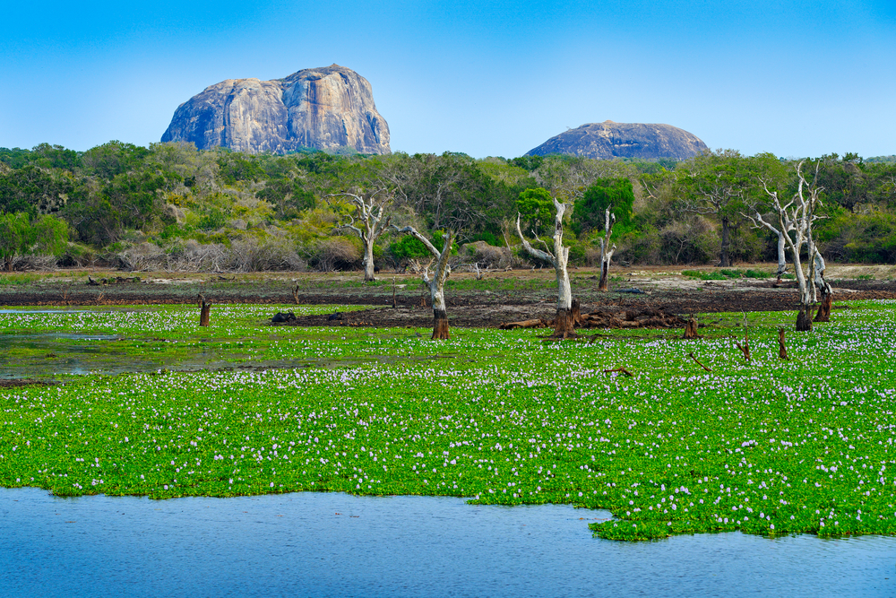 Yala National park is 130,000 hectares of beauty and amazing wildlife