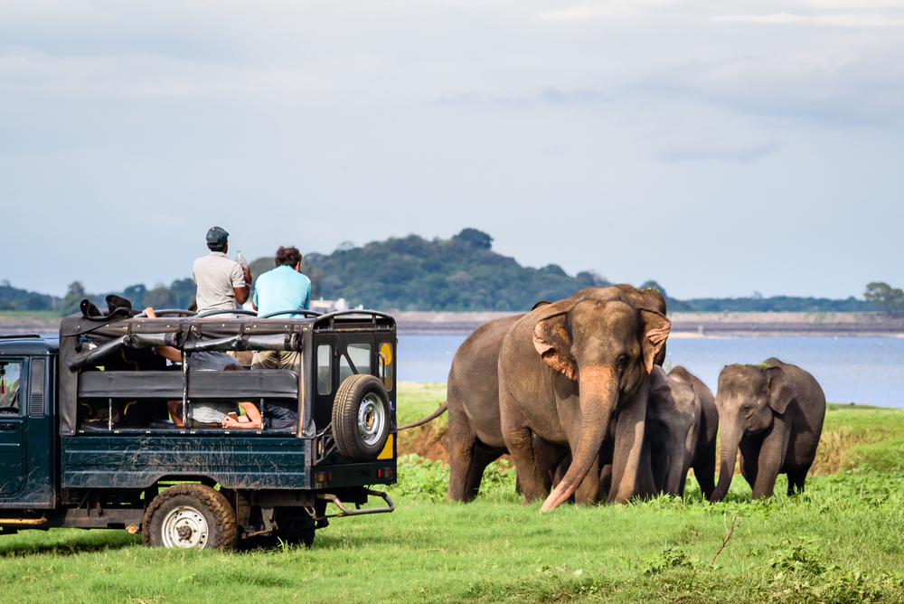 Why not include a safari in your tour of the Cultural Triangle?