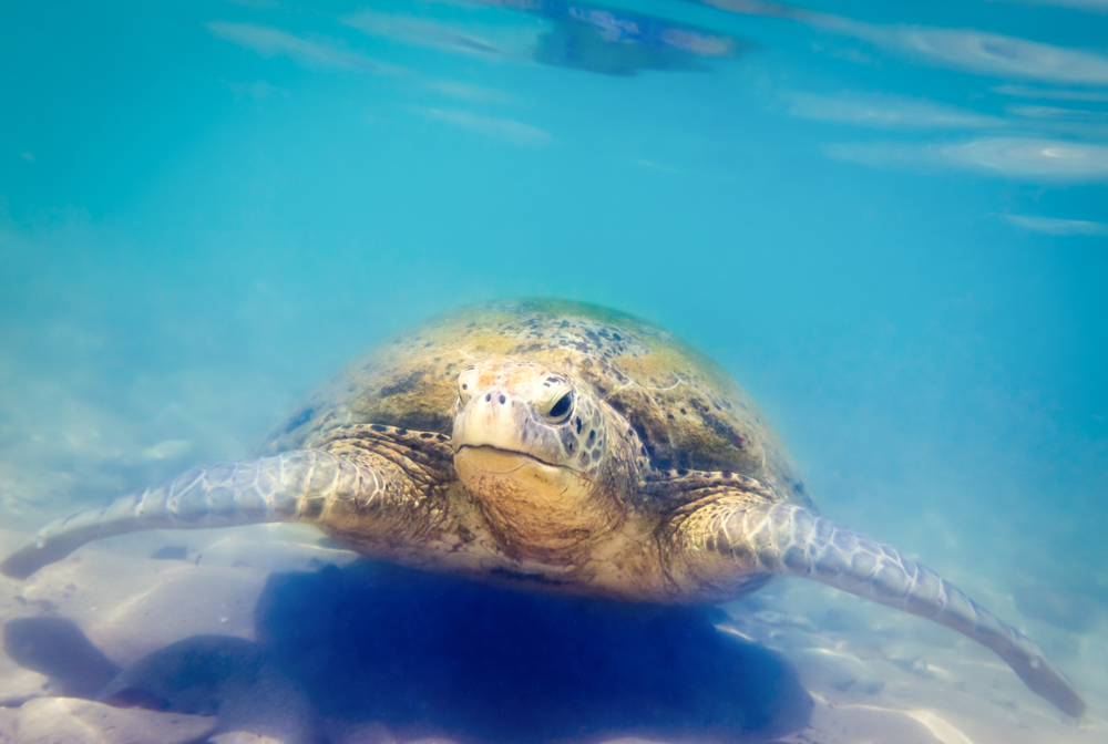 snorkelling in mirissa