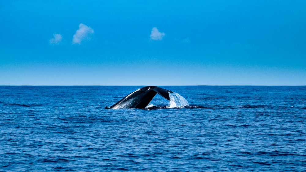 blue whales mirissa