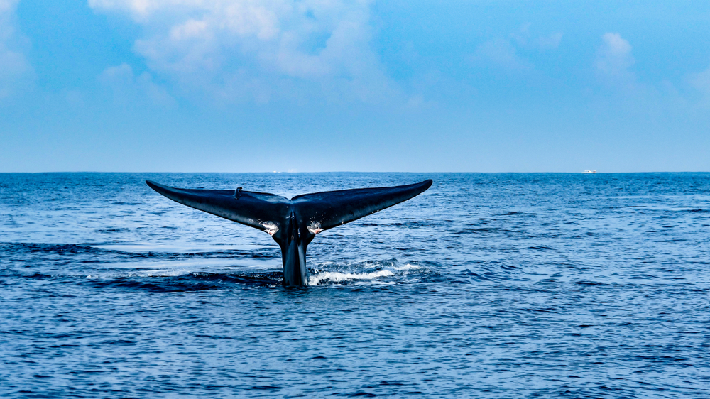 whale watching in Mirissa