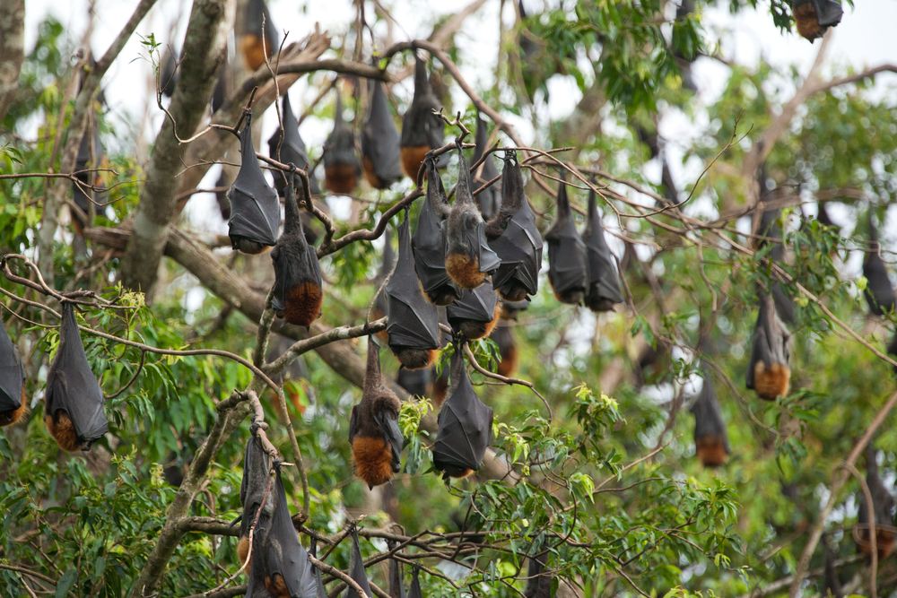 Mirissa Eco Lagoon is a great place to see fruit bats.