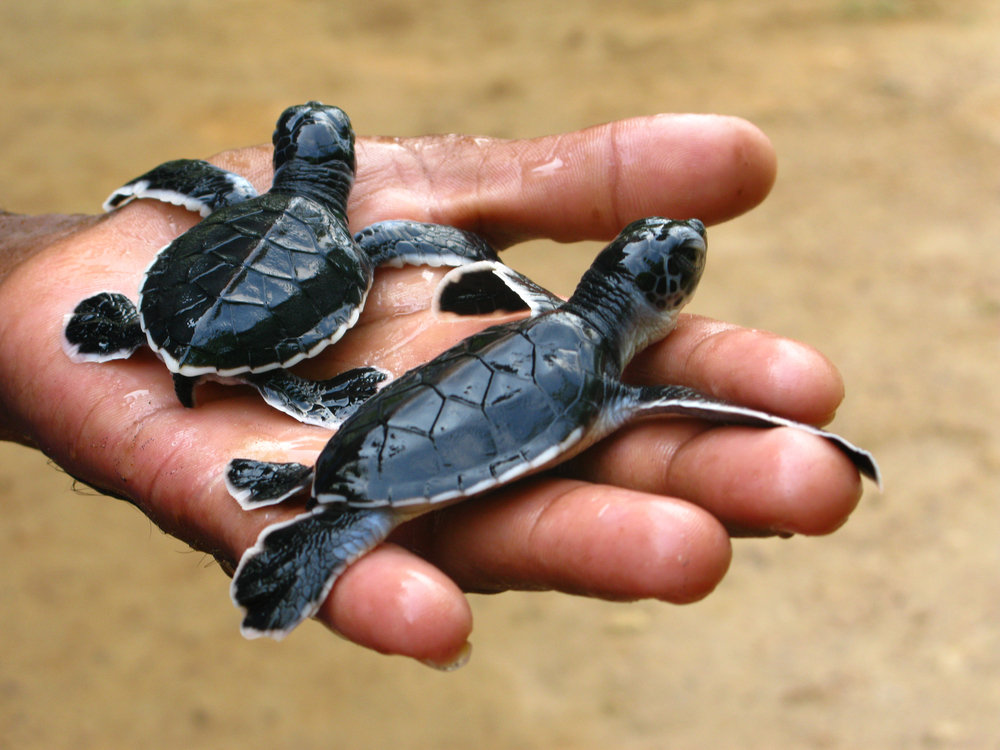 Visit the baby sea turtles at the Habaraduwa hatchery.